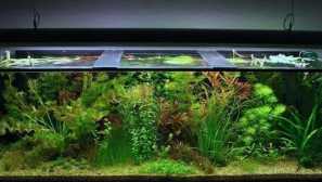 Takže, potrebujete svetlo v akváriu v noci?